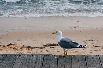 une mouette sur un ponton au bord de la mer.