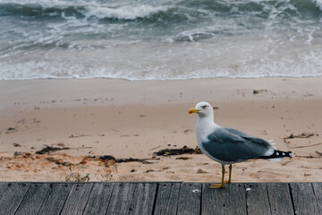 une mouette sur un ponton au bord de la mer.