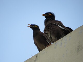 A couple birds standing on a top floor