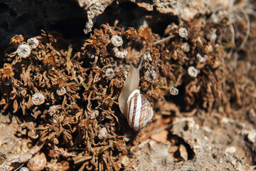 snail on the stone