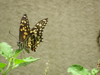 A beautiful butterfly on a green plant