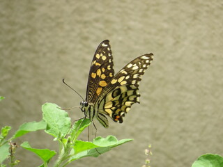 A beautiful butterfly on a green plant