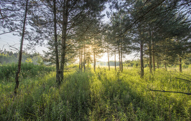 Fototapeta na wymiar The sun's rays through the branches of trees and the young greenery of the coniferous forest. Atmospheric fabulous summer landscape. Soft sunlight. Clean nature, ecology.