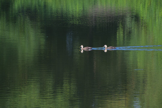 2羽のカルガモが泳いでいる池の風景
