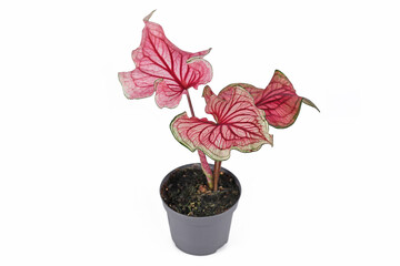 Pink exotic 'Caladium Florida Sweetheart' plant in flower pot on white background