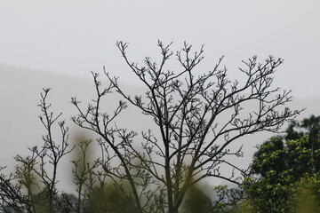 tree with bare branches and overcast hazy weather in the background