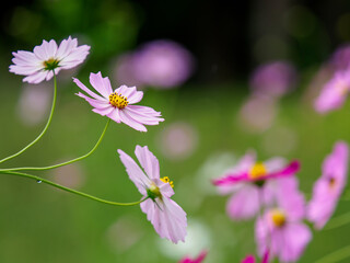 Obraz premium 秋桜