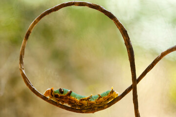 Beautiful Caterpillars with Leaves and Ferns