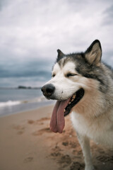 Big Alaskan malamute dog at the beach. Happy purebred dog with long tongue