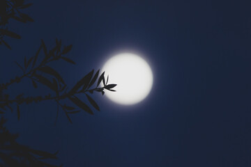 full moon in the night sky with tree branches from an Australian Callistemon plant in front of it from the Southern Hemisphere