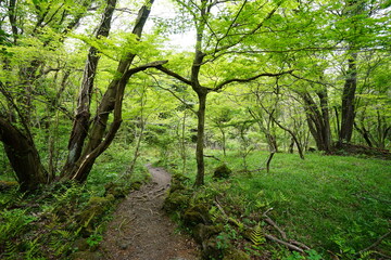 a refreshing spring forest with a path