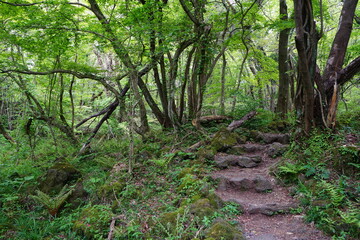 a refreshing spring forest with a path