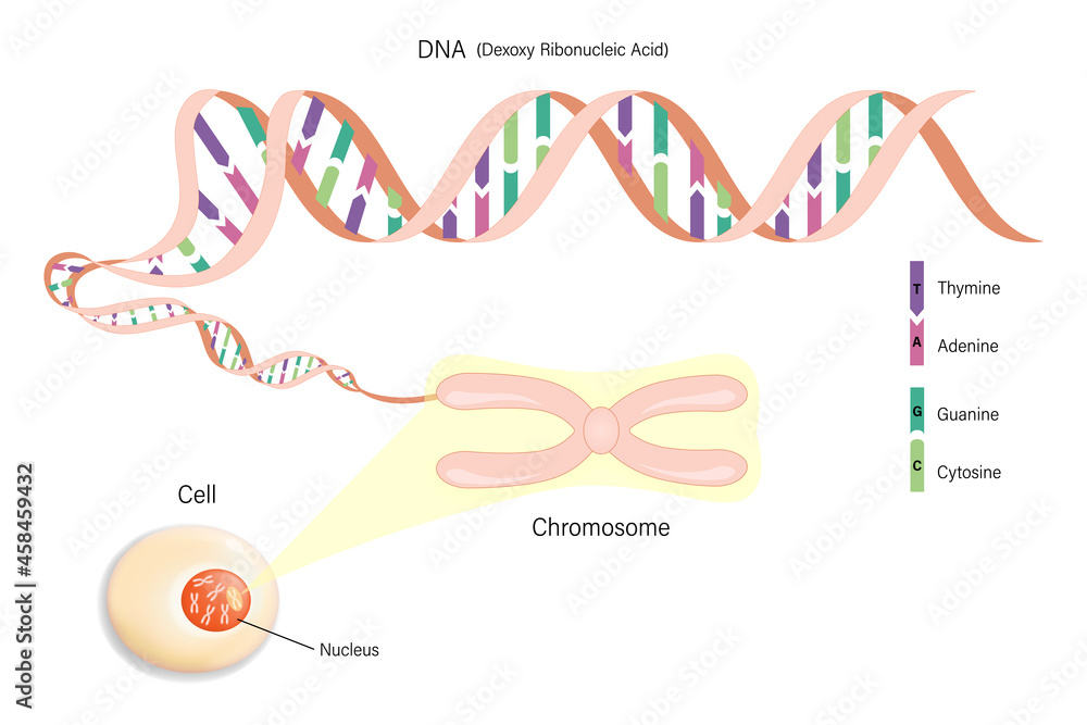 Wall mural cell structure, chromosome, and dna(deoxyribonucleic acid). genome sequence.