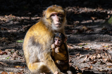 Berberaffen-Weibchen mit ihrem Jungen auf dem Affenberg in Salem