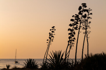 Scenic view of sea with agave plants in Cabo de Gata Nature Park, Spain