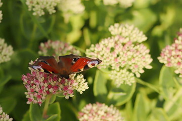 Motyl, Kwiaty, Makro