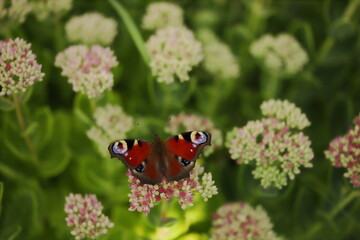 Motyl, Kwiaty, Makro