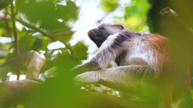 Red colobus monkey sitting on tree and resting visible dark face. Wildlife at safari park with african animals. Zanzibar Tanzanian scientific expedition, filmed on cinema equipment 10 bit 6K downscale
