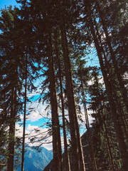 Vertical low angle shot of tall pine trees on the hillside - obrazy, fototapety, plakaty