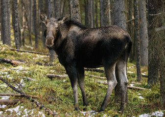 Female moose in a forest