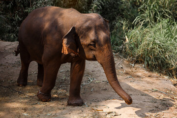 Fototapeta na wymiar An Asia Elephant in the Jungle