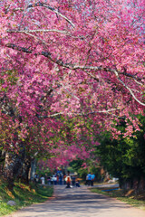 Pink sakura flower or Cherry Blossom Path through a beautiful road in soft light