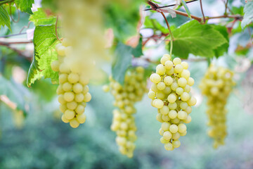 Bunch of white grapes hanging in vineyard