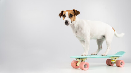 Dog on a penny board on a white background. Jack Russell Terrier rides a skateboard in the studio.