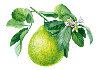 Citrus fruit. Bergamot with leaves and flower on isolated white background, watercolor botanical illustration - obrazy, fototapety, plakaty