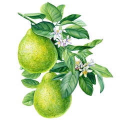 Citrus fruit. Bergamot with leaves and flower on isolated white background, watercolor botanical illustration - obrazy, fototapety, plakaty