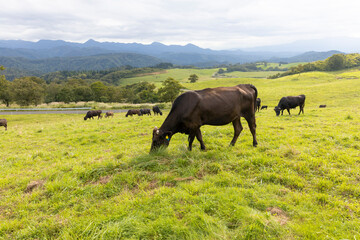 Naklejka na ściany i meble 牧草を食べる牧場の牛
