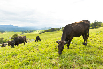 牧草を食べる牧場の牛