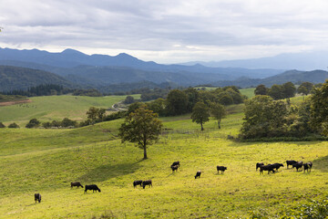 高原の牧場の牛の群れ