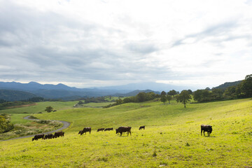 高原の牧場の牛の群れ