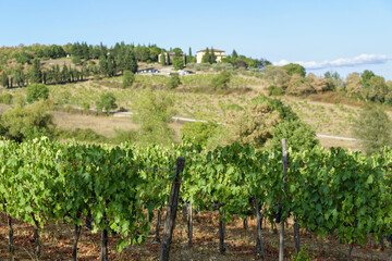Fototapeta na wymiar Vignoble en Toscane par une journée estivale