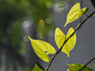 Heart shaped leaves in the morning sun. 