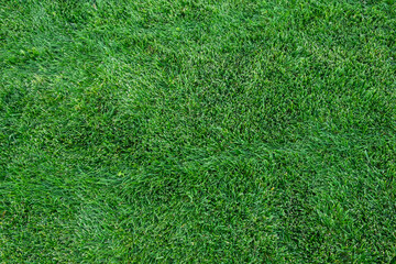 Green grass texture background, Green lawn, backyard for background,