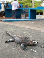 Amblyrhynchus cristatus in Galapagos Islands, Isla Santa Cruz（ウミイグアナ, ガラパゴス諸島, サンタクルス島）