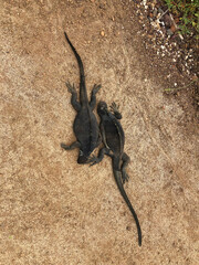 Amblyrhynchus cristatus in Galapagos Islands, Isla Santa Cruz（ウミイグアナ, ガラパゴス諸島, サンタクルス島）