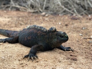 Amblyrhynchus cristatus in Galapagos Islands, Isla Santa Cruz（ウミイグアナ, ガラパゴス諸島, サンタクルス島）