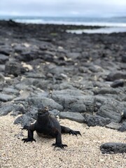 Amblyrhynchus cristatus in Galapagos Islands, Isla Santa Cruz（ウミイグアナ, ガラパゴス諸島, サンタクルス島）