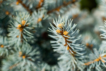 Naklejka na ściany i meble close up of pine needles