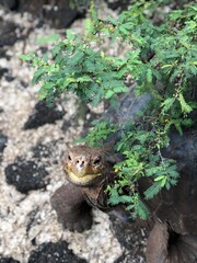 Galapagos tortoise in Charles Darwin Research Station, CDRS, Galapagos Islands, Isla Santa Cruz（ガラパゴスゾウガメ, チャールズダーウィン研究所, ガラパゴス諸島, サンタクルス島）