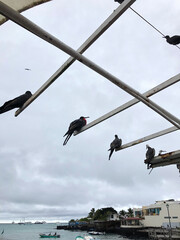 Magnificent Frigatebird in Galapagos Islands, Isla Santa Cruz（グンカンドリ, ガラパゴス諸島, サンタクルス島）