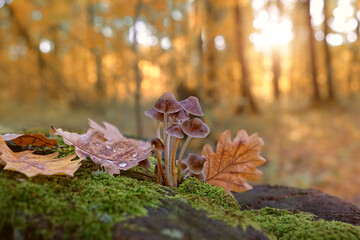 small mushrooms and fallen leaves autumn forest, natural background. atmosphere fall season image....