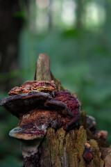red-brown frog on tree trunk, forest natural background. wildlife scene. earth ecology, save wild nature concept