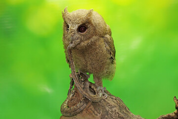 A Javan Scops Owl is eating a snake. This nocturnal bird has the scientific name Otus lempiji. 