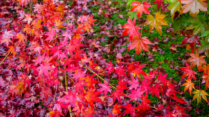 紅く染まる晩秋のモミジ
