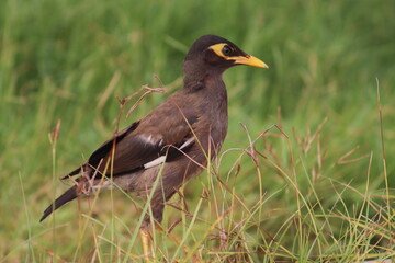 Yellow-billed sparrow