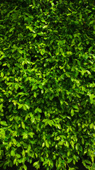 Fototapeta na wymiar Green leaves in the garden.